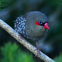 Red-eared Firetail